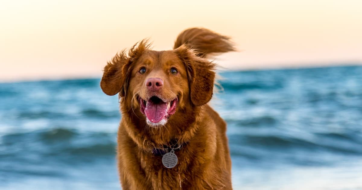 Köpeğinizin Egzersiz İhtiyaçları